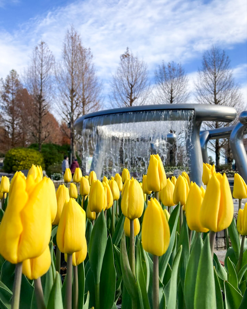 みずの森水生植物園、アイスチューリップ、12月冬の花、滋賀県蒲生郡の観光・撮影スポットの名所