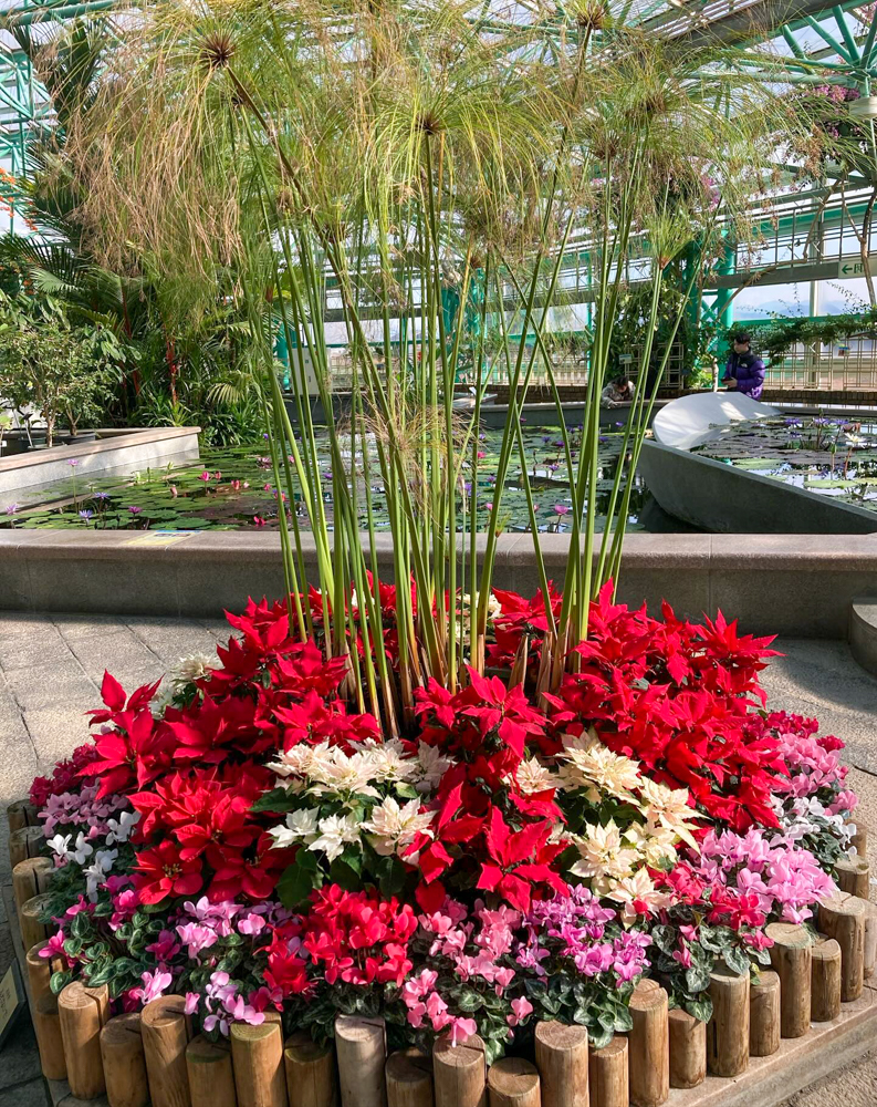 みずの森水生植物園、12月冬の花、滋賀県蒲生郡の観光・撮影スポットの名所