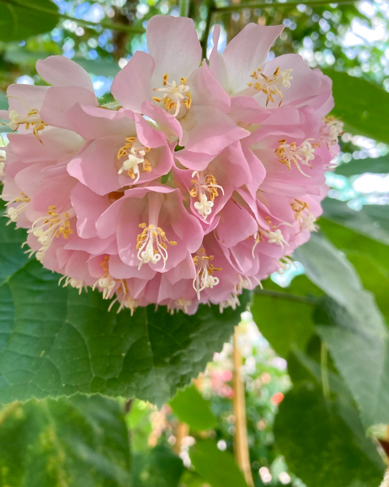 みずの森水生植物園、12月冬の花、滋賀県蒲生郡の観光・撮影スポットの名所