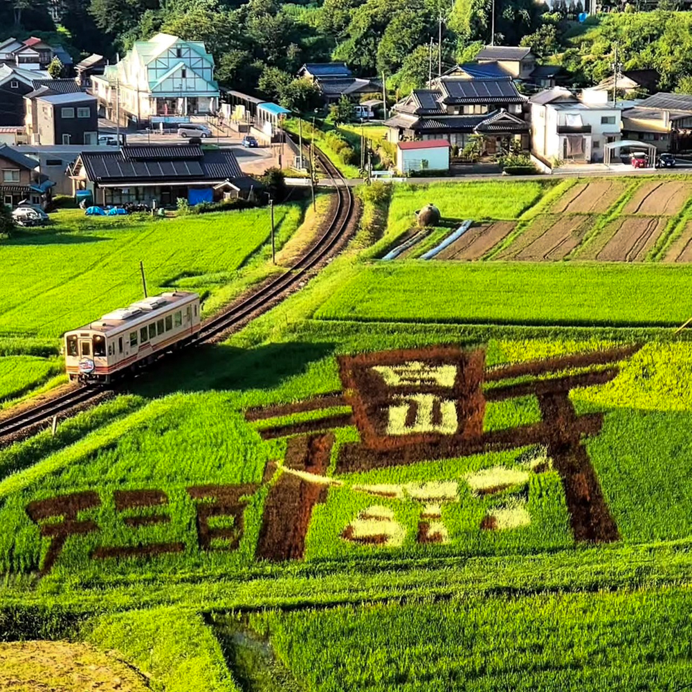 イワクラ公園展望台・田んぼアート、明知鉄道、10月秋、岐阜県恵那市の観光・撮影スポットの名所