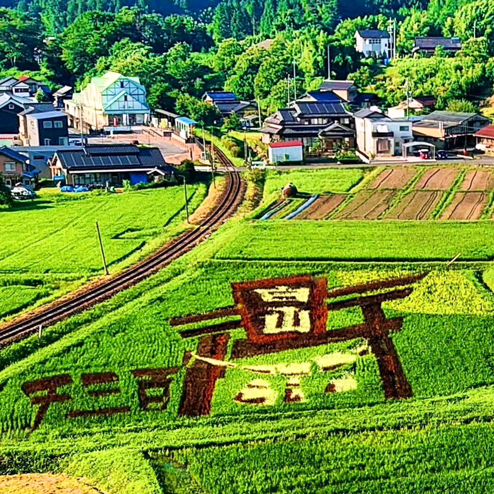 イワクラ公園展望台・田んぼアート、10月秋、岐阜県恵那市の観光・撮影スポットの名所