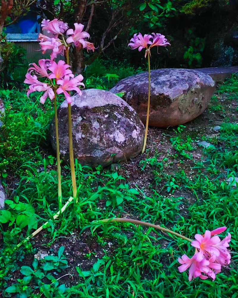 エビネの森、彼岸花、リコリス、9月秋の花、愛知県豊田市の観光・撮影スポットの画像と写真