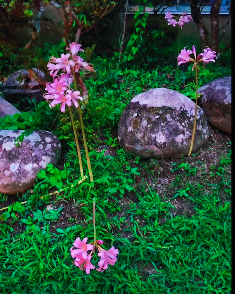 エビネの森、彼岸花、リコリス、9月秋の花、愛知県豊田市の観光・撮影スポットの画像と写真