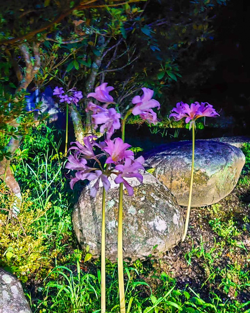 エビネの森、彼岸花、リコリス、9月秋の花、愛知県豊田市の観光・撮影スポットの画像と写真