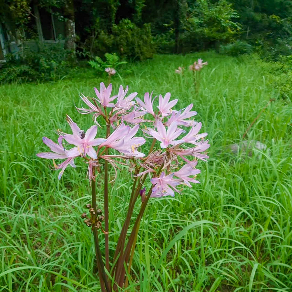 エビネの森、彼岸花、リコリス、9月秋の花、愛知県豊田市の観光・撮影スポットの画像と写真