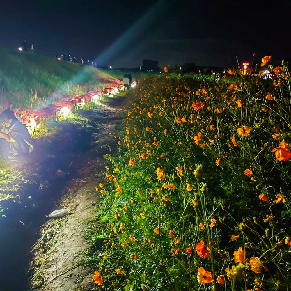 矢勝川、ハナノヒカリプロジェクト、彼岸花ライトアップ、ごんの秋まつり、9月の秋の花、愛知県半田市の観光・撮影スポットの画像と写真