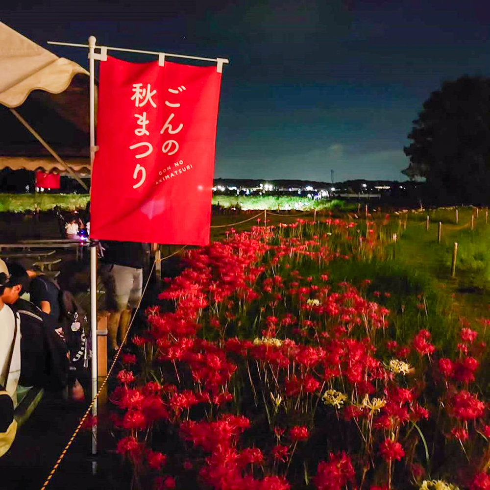 矢勝川、ハナノヒカリプロジェクト、彼岸花ライトアップ、ごんの秋まつり、9月の秋の花、愛知県半田市の観光・撮影スポットの画像と写真