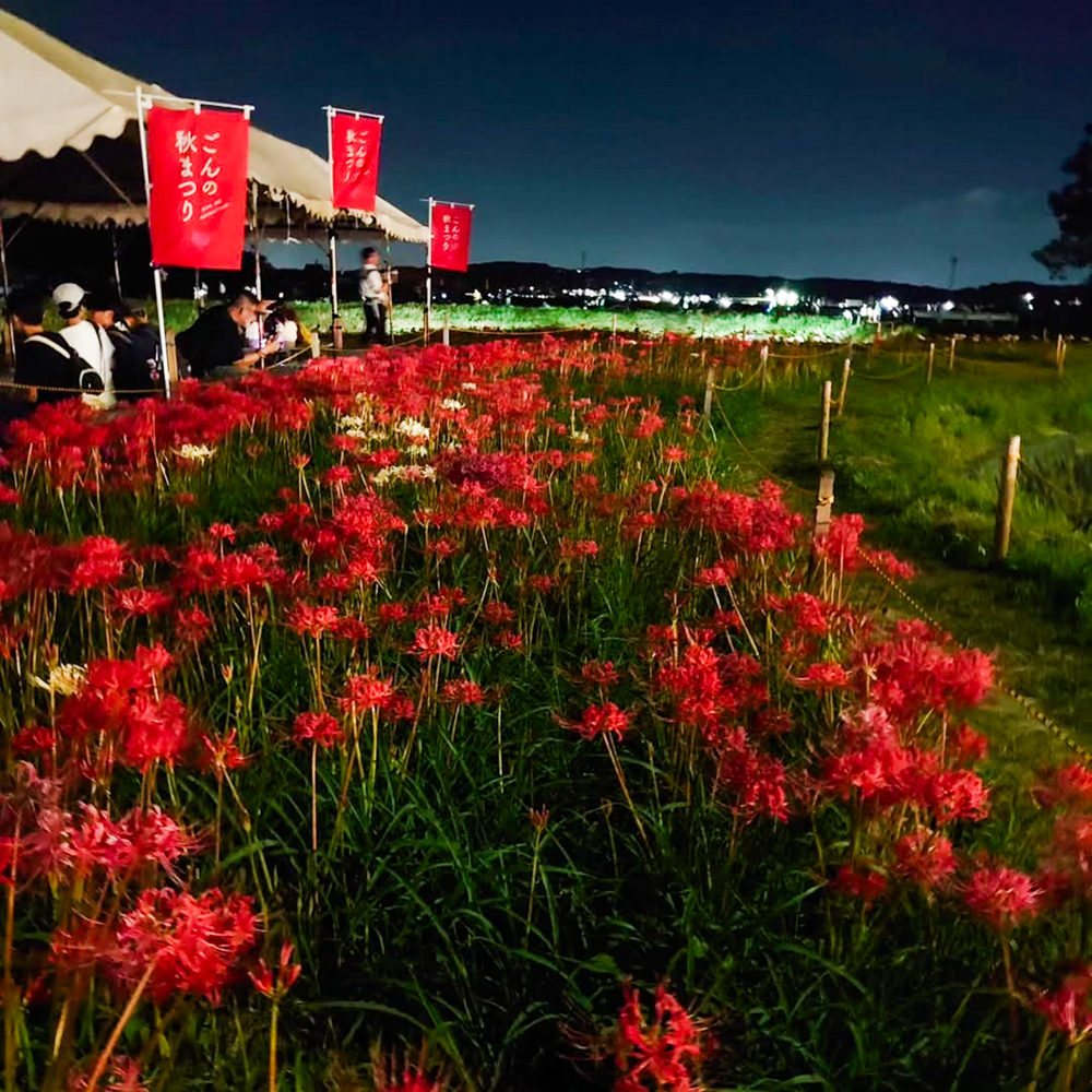 矢勝川、ハナノヒカリプロジェクト、彼岸花ライトアップ、ごんの秋まつり、9月の秋の花、愛知県半田市の観光・撮影スポットの画像と写真