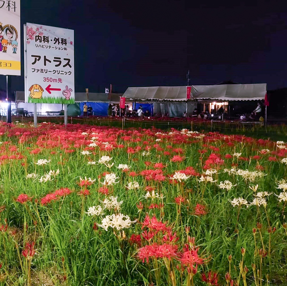 矢勝川、ハナノヒカリプロジェクト、彼岸花ライトアップ、ごんの秋まつり、9月の秋の花、愛知県半田市の観光・撮影スポットの画像と写真