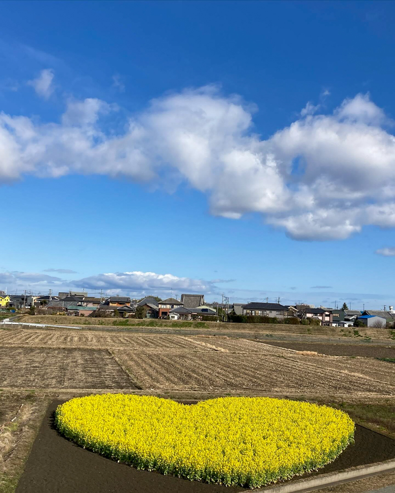 ハートの菜の花畑、菜の花、１月春の花、三重県津市の観光・撮影スポットの名所