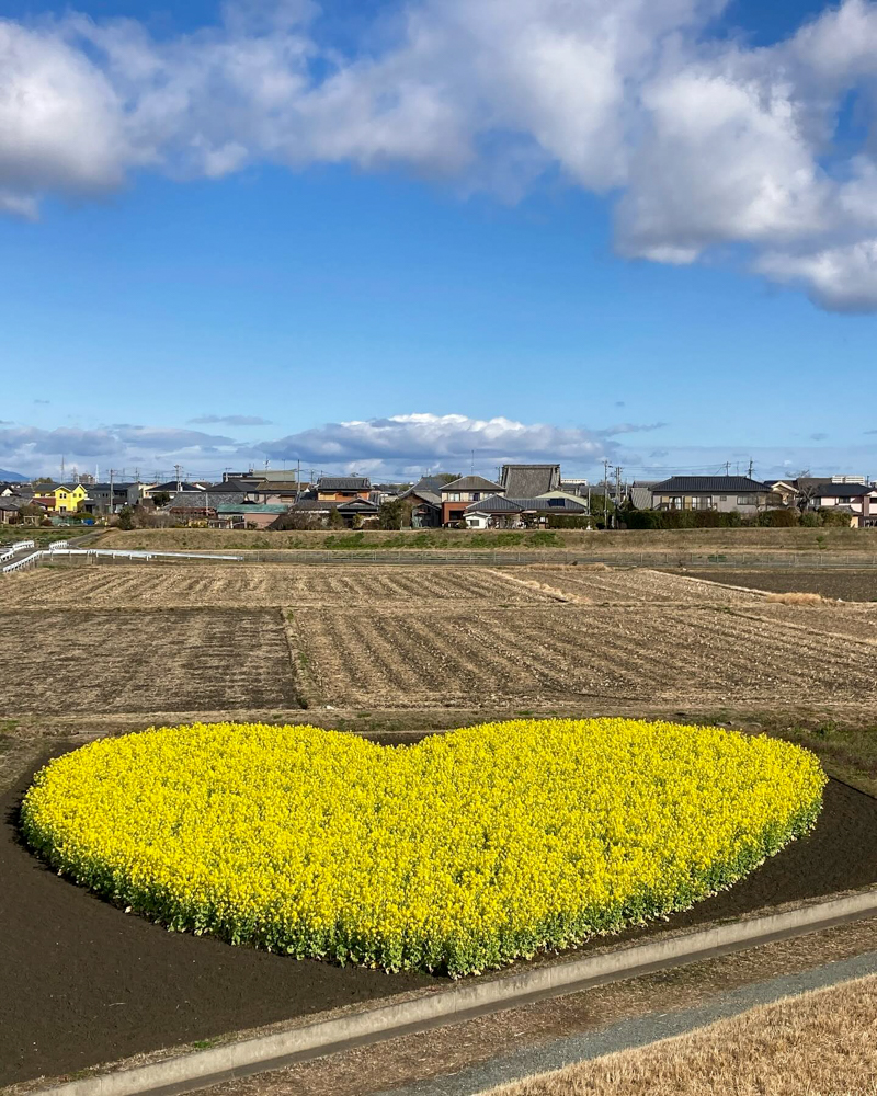 ハートの菜の花畑、菜の花、１月春の花、三重県津市の観光・撮影スポットの名所