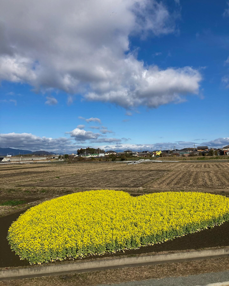 ハートの菜の花畑、菜の花、１月春の花、三重県津市の観光・撮影スポットの名所