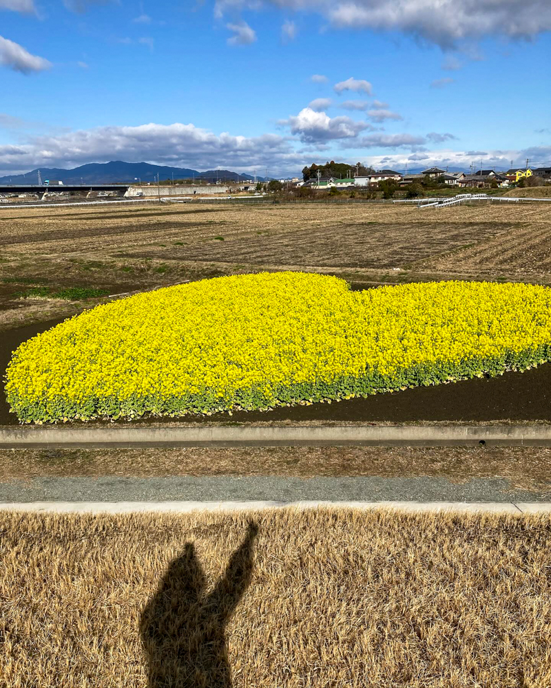 ハートの菜の花畑、菜の花、１月春の花、三重県津市の観光・撮影スポットの名所