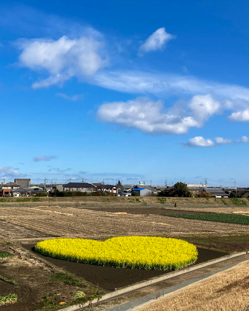 ハートの菜の花畑、菜の花、１月春の花、三重県津市の観光・撮影スポットの名所