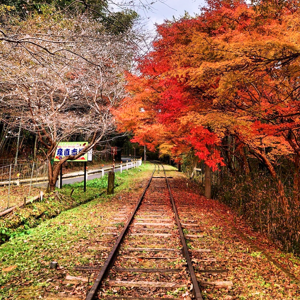 三河広瀬駅 ・紅葉・四季桜、11月秋、愛知県豊田市の観光・撮影スポットの名所