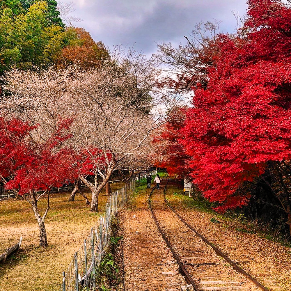 三河広瀬駅 ・紅葉・四季桜、11月秋、愛知県豊田市の観光・撮影スポットの名所