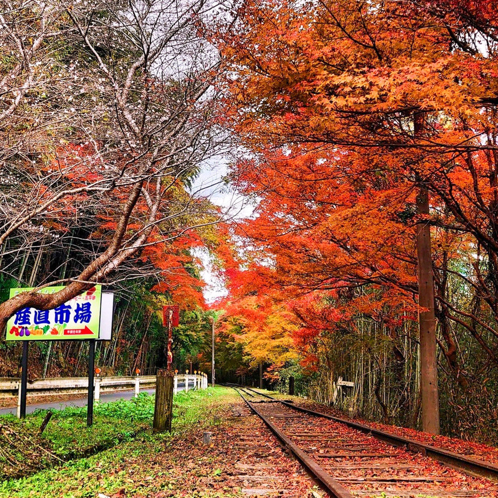 三河広瀬駅 ・紅葉・四季桜、11月秋、愛知県豊田市の観光・撮影スポットの名所