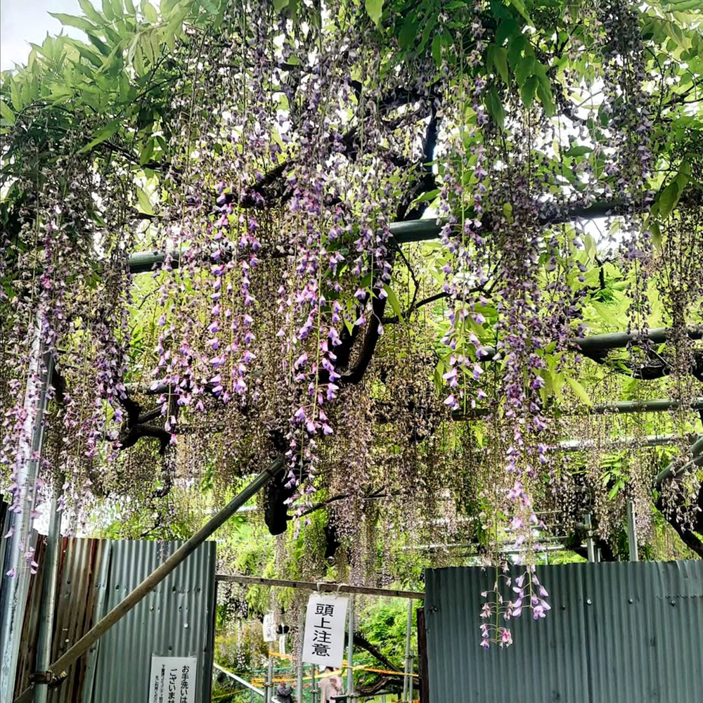 下萱津のフジ 、藤、4月夏の花、愛知県あま市の観光・撮影スポットの名所