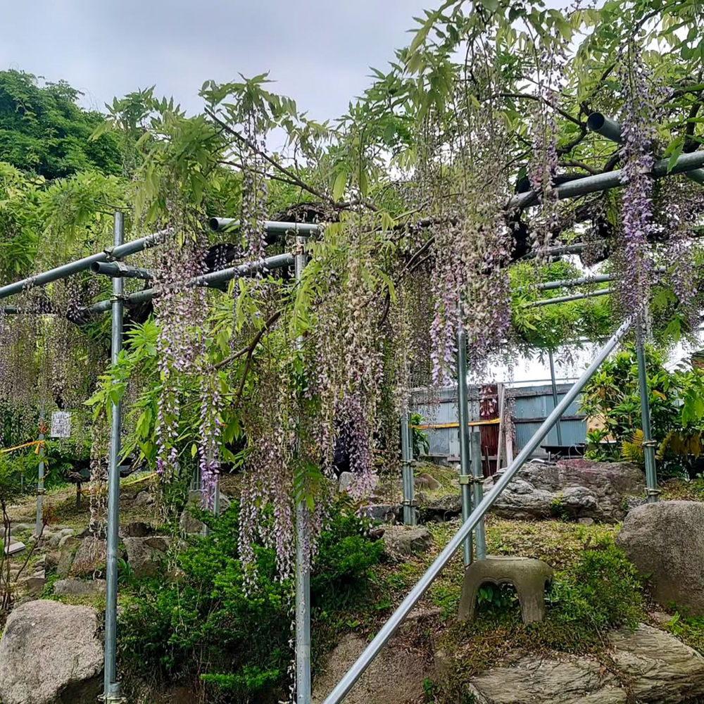 下萱津のフジ 、藤、4月夏の花、愛知県あま市の観光・撮影スポットの名所