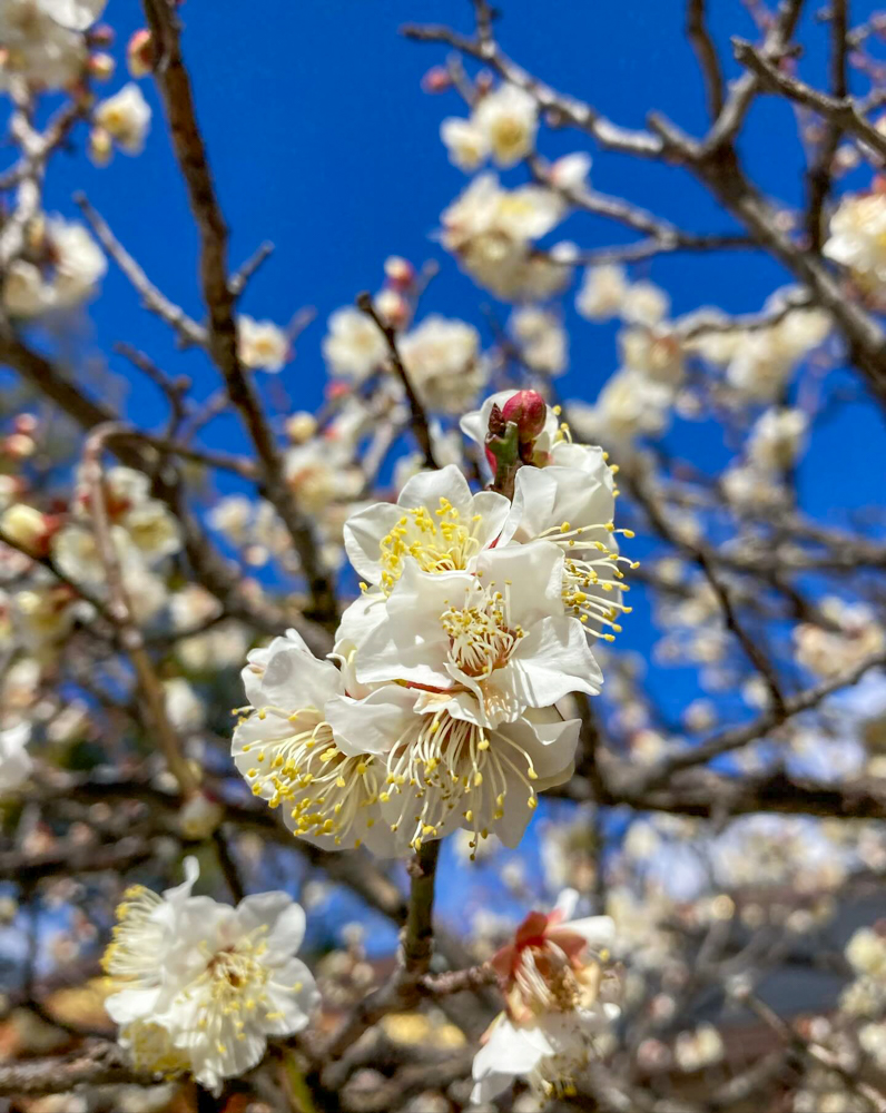 久居八幡宮、梅、2月の春の花、三重県津市の観光・撮影スポットの画像と写真