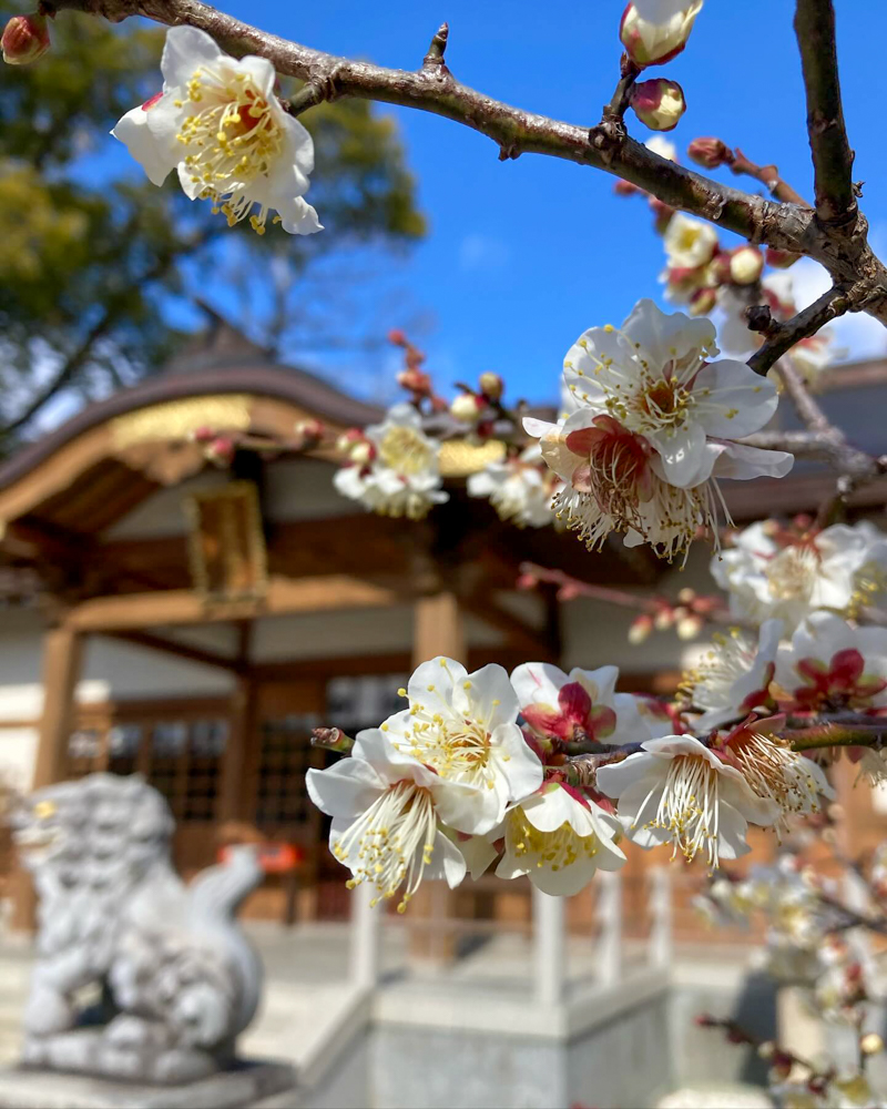 久居八幡宮、梅、2月の春の花、三重県津市の観光・撮影スポットの画像と写真