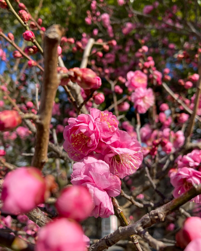 久居八幡宮、梅、2月の春の花、三重県津市の観光・撮影スポットの画像と写真