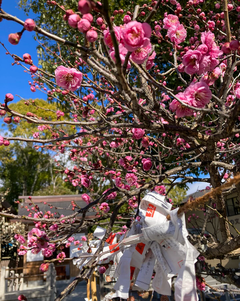 久居八幡宮、梅、2月の春の花、三重県津市の観光・撮影スポットの画像と写真