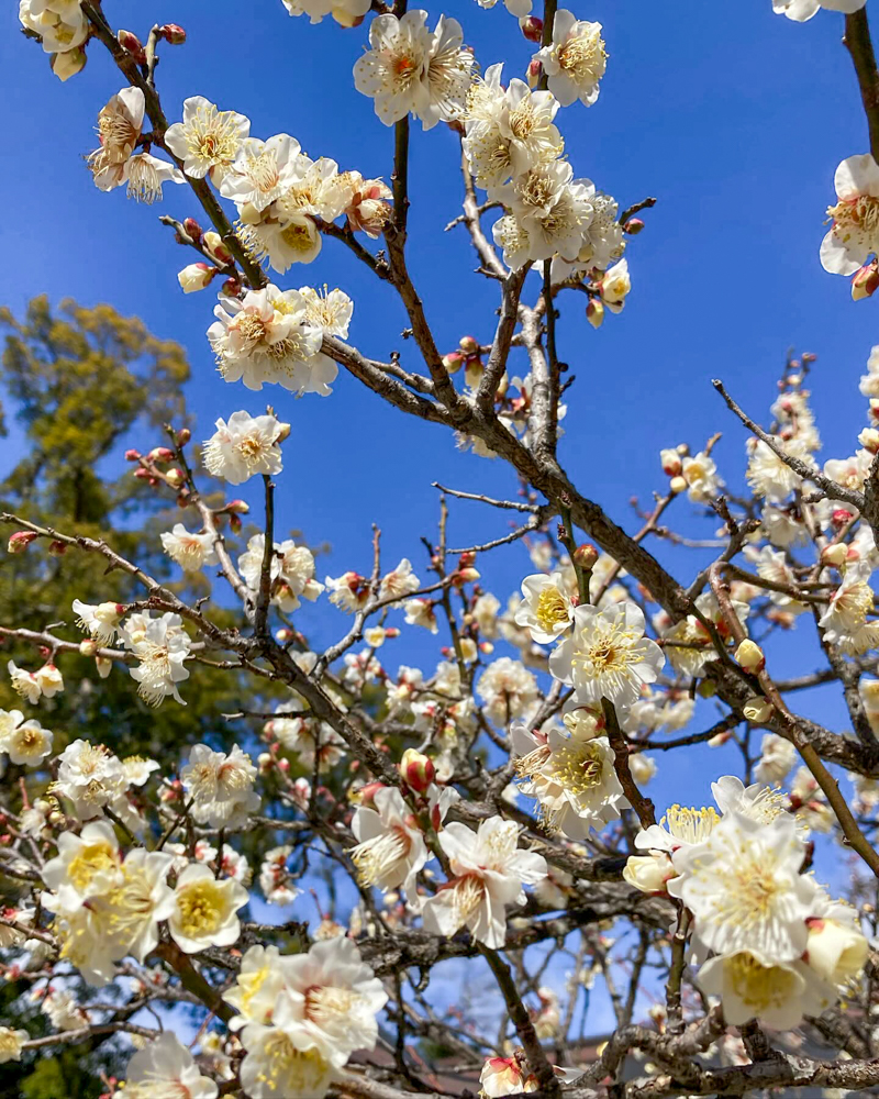 久居八幡宮、梅、2月の春の花、三重県津市の観光・撮影スポットの画像と写真