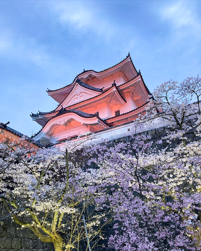 伊賀上野城、桜ライトアップ、３月春の花、三重県伊賀市の観光・撮影スポットの名所