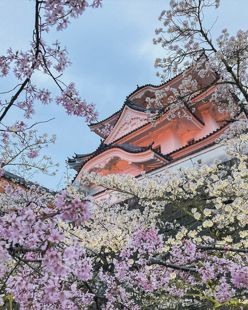 伊賀上野城、桜ライトアップ、３月春の花、三重県伊賀市の観光・撮影スポットの名所