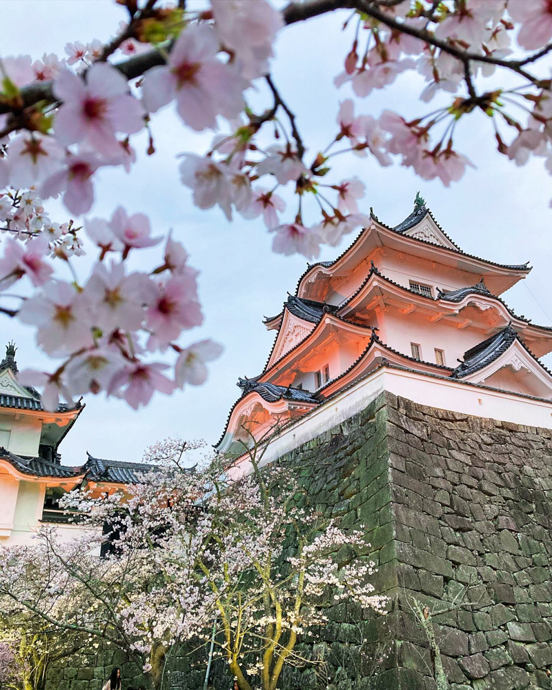 伊賀上野城、桜ライトアップ、３月春の花、三重県伊賀市の観光・撮影スポットの名所