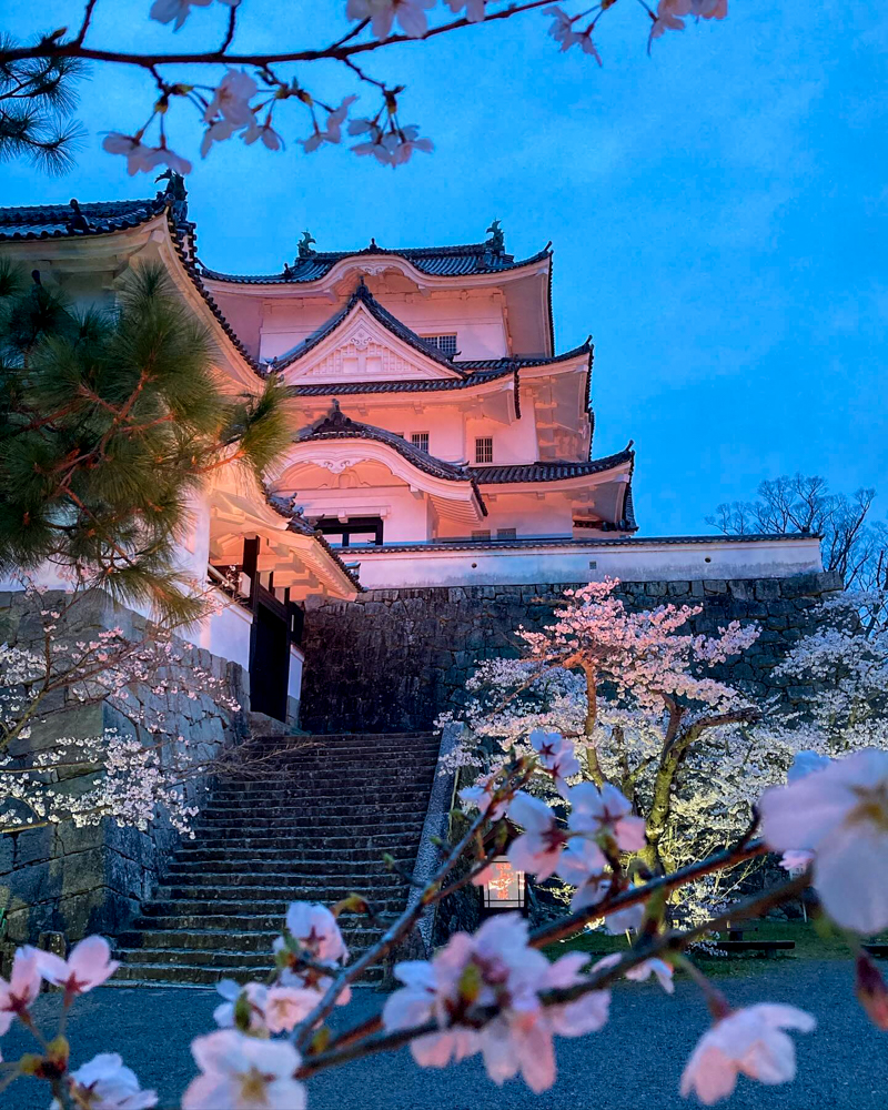 伊賀上野城、桜ライトアップ、３月春の花、三重県伊賀市の観光・撮影スポットの名所