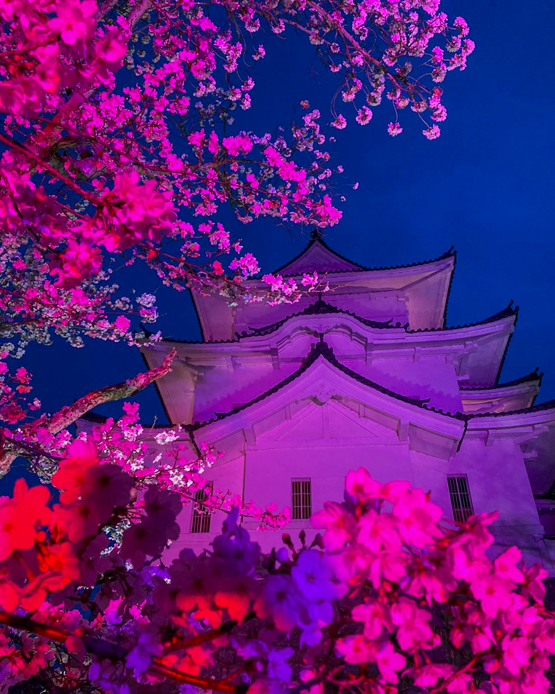 伊賀上野城、桜ライトアップ、３月春の花、三重県伊賀市の観光・撮影スポットの名所