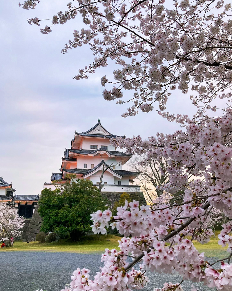 伊賀上野城、桜、３月春の花、三重県伊賀市の観光・撮影スポットの名所