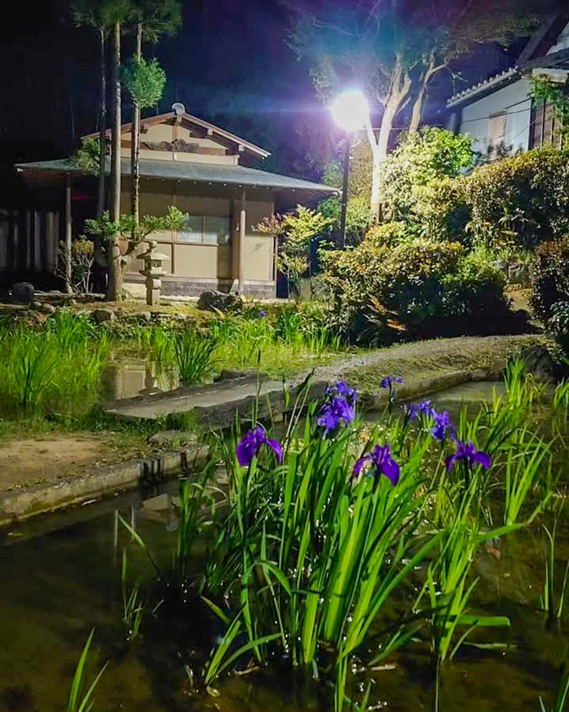 八橋のかきつばた、ライトアップ、無量寿寺、5月の夏の花、愛知県知立市の観光・撮影スポットの画像と写真