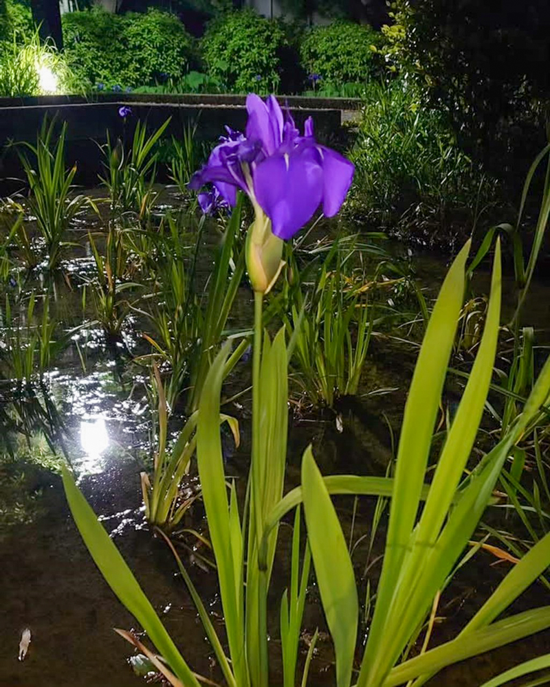 八橋のかきつばた、ライトアップ、無量寿寺、5月の夏の花、愛知県知立市の観光・撮影スポットの画像と写真