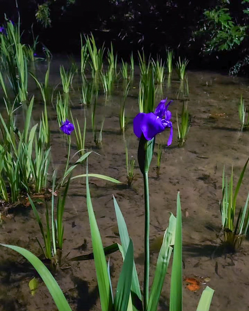 八橋のかきつばた、ライトアップ、無量寿寺、5月の夏の花、愛知県知立市の観光・撮影スポットの画像と写真