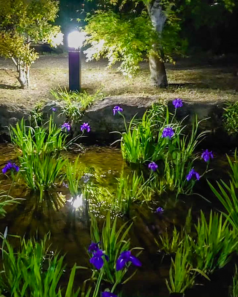 八橋のかきつばた、ライトアップ、無量寿寺、5月の夏の花、愛知県知立市の観光・撮影スポットの画像と写真