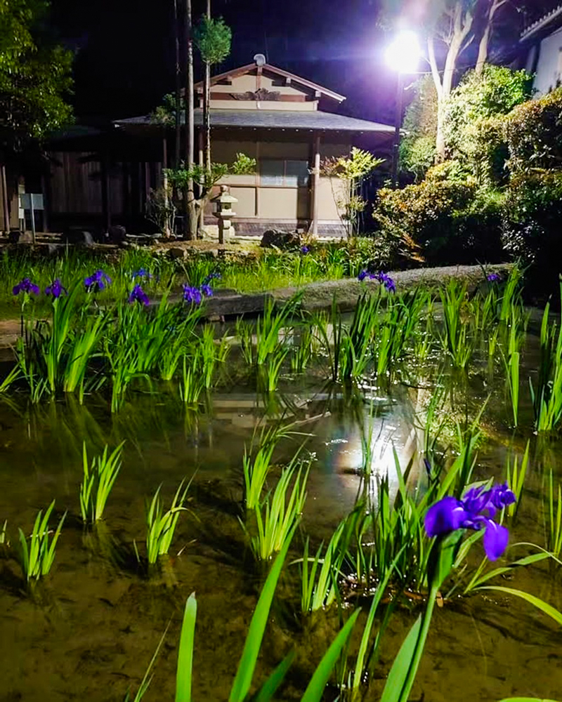 八橋のかきつばた、ライトアップ、無量寿寺、5月の夏の花、愛知県知立市の観光・撮影スポットの画像と写真