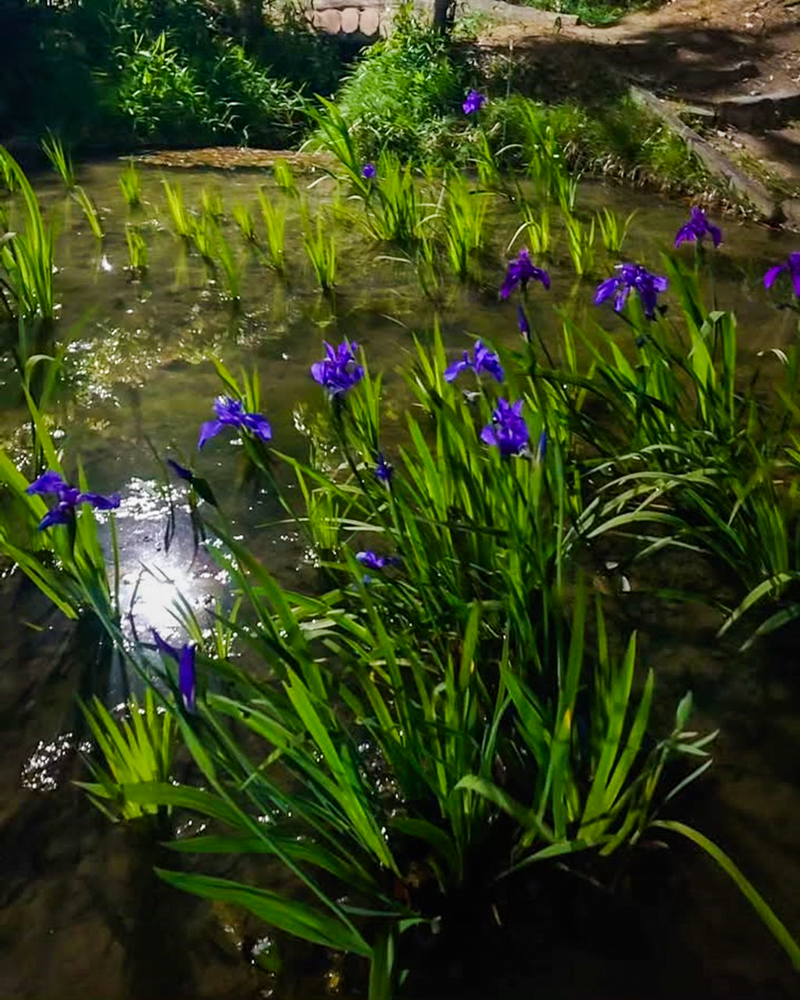 八橋のかきつばた、ライトアップ、無量寿寺、5月の夏の花、愛知県知立市の観光・撮影スポットの画像と写真