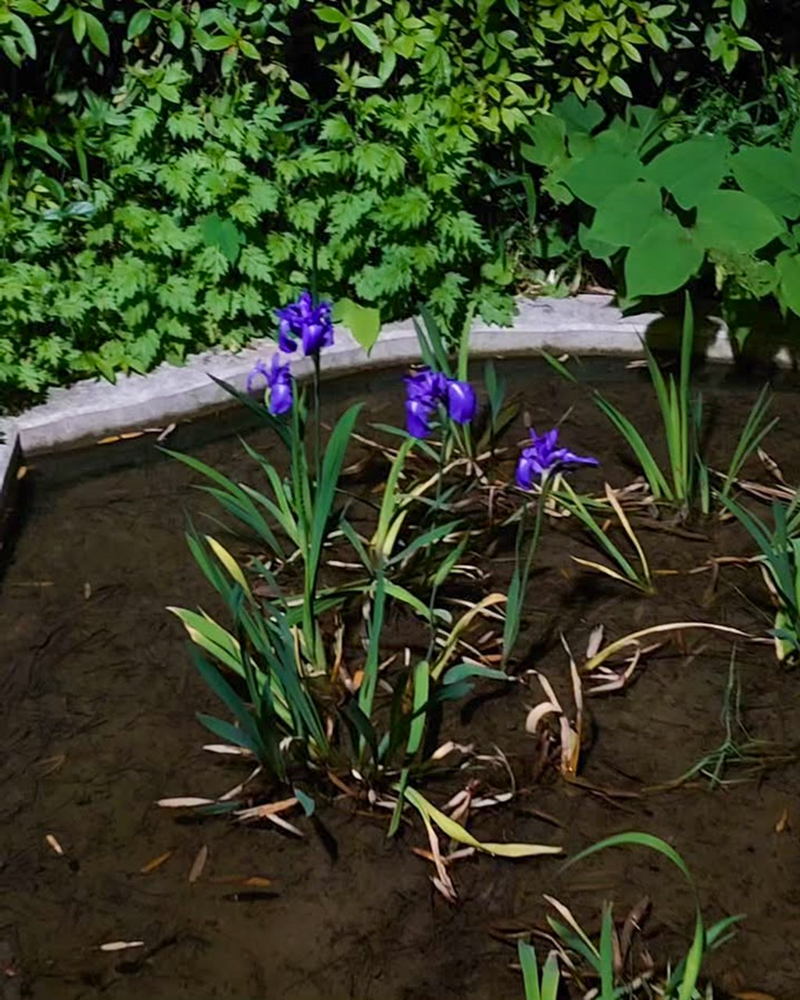 八橋のかきつばた、ライトアップ、無量寿寺、5月の夏の花、愛知県知立市の観光・撮影スポットの画像と写真