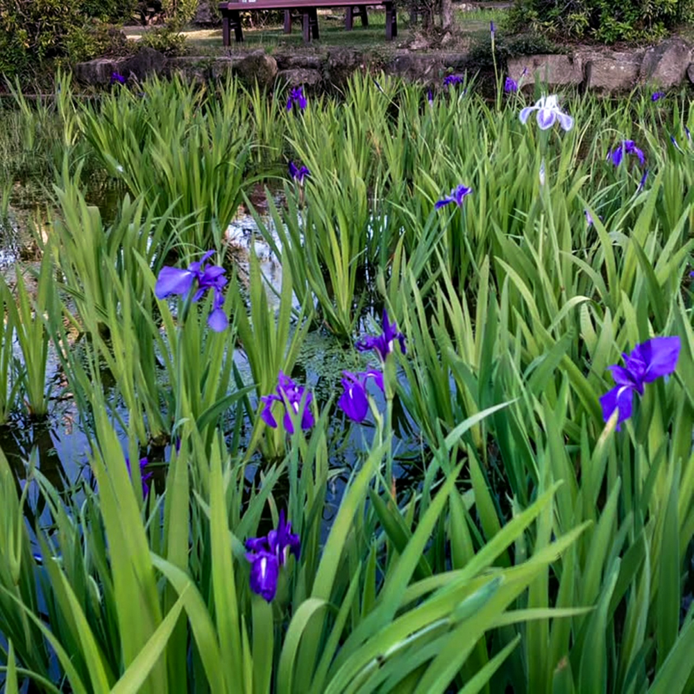 八橋のかきつばた、無量寿寺、5月の夏の花、愛知県知立市の観光・撮影スポットの画像と写真