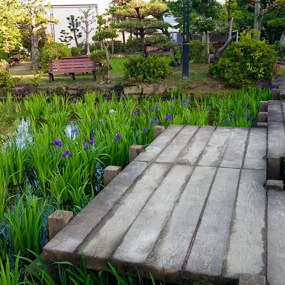 八橋のかきつばた、無量寿寺、5月の夏の花、愛知県知立市の観光・撮影スポットの画像と写真