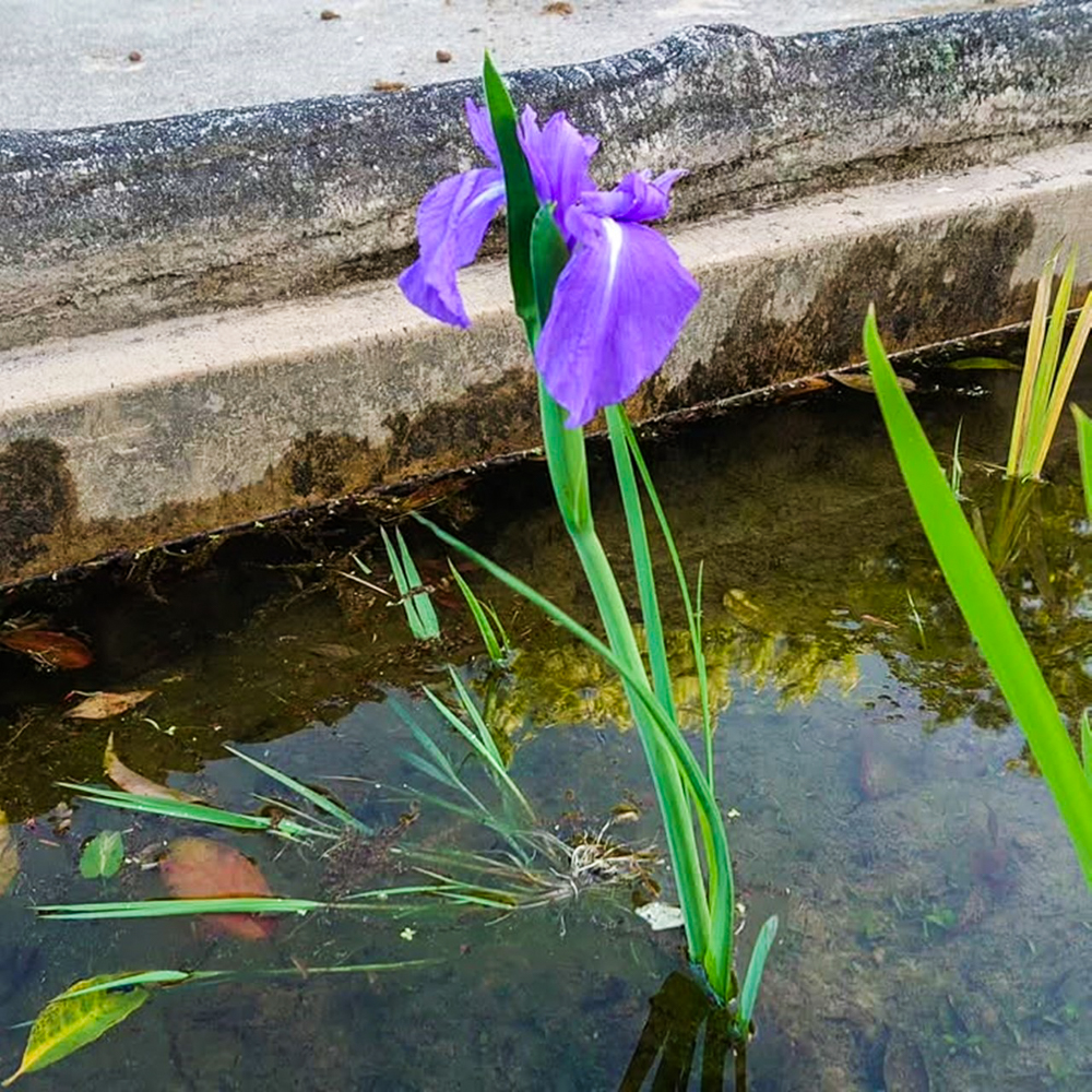 八橋のかきつばた、無量寿寺、5月の夏の花、愛知県知立市の観光・撮影スポットの画像と写真