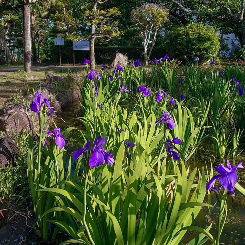 八橋のかきつばた、無量寿寺、5月の夏の花、愛知県知立市の観光・撮影スポットの画像と写真