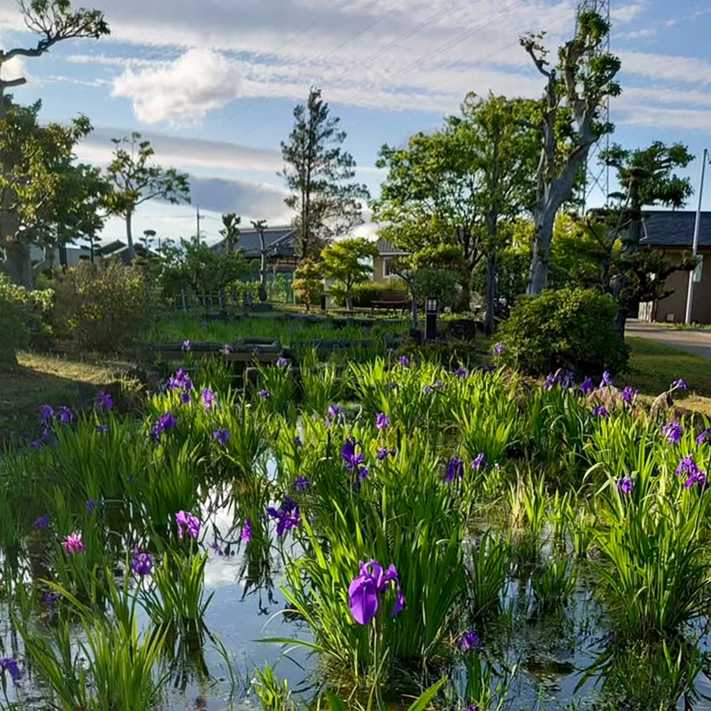 八橋のかきつばた、無量寿寺、5月の夏の花、愛知県知立市の観光・撮影スポットの画像と写真