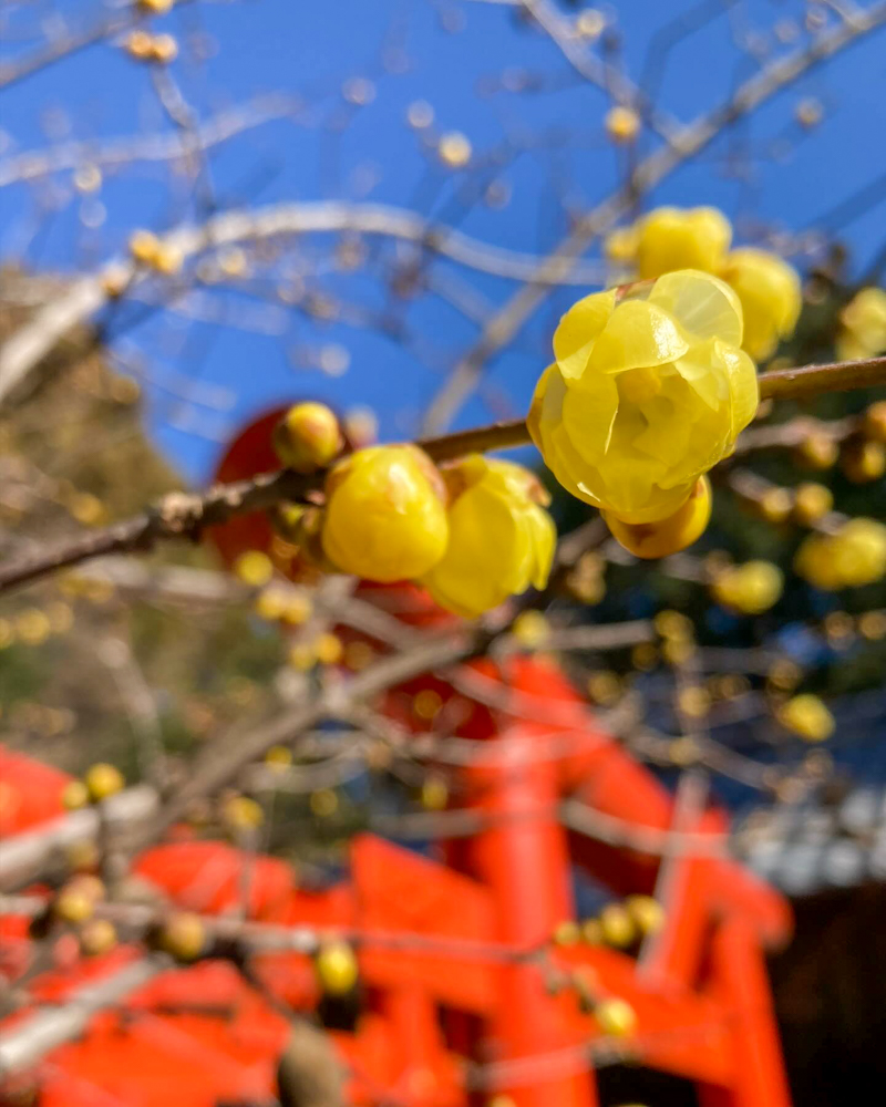 加佐登神社、1月冬、三重県鈴鹿市の観光・撮影スポットの名所