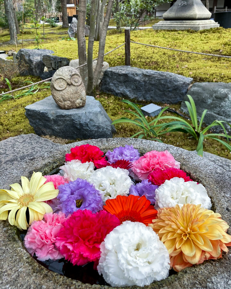 京都勝林寺 、花手水舎、3月春の花、京都府京都市の観光・撮影スポットの名所