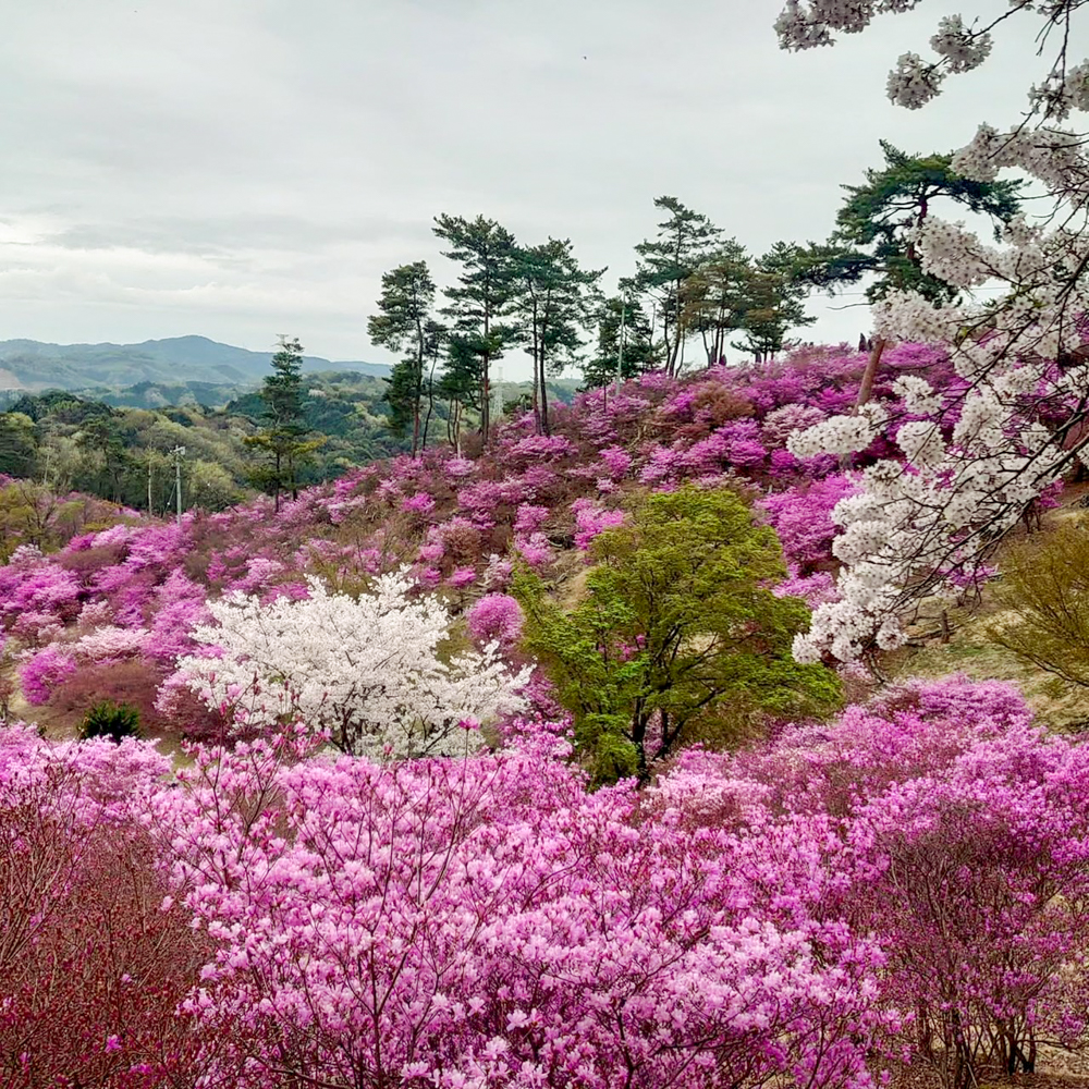 古瀬間御嶽神社、コバノミツバツツジ・桜、4月春の花、愛知県豊田市の観光・撮影スポットの画像と写真