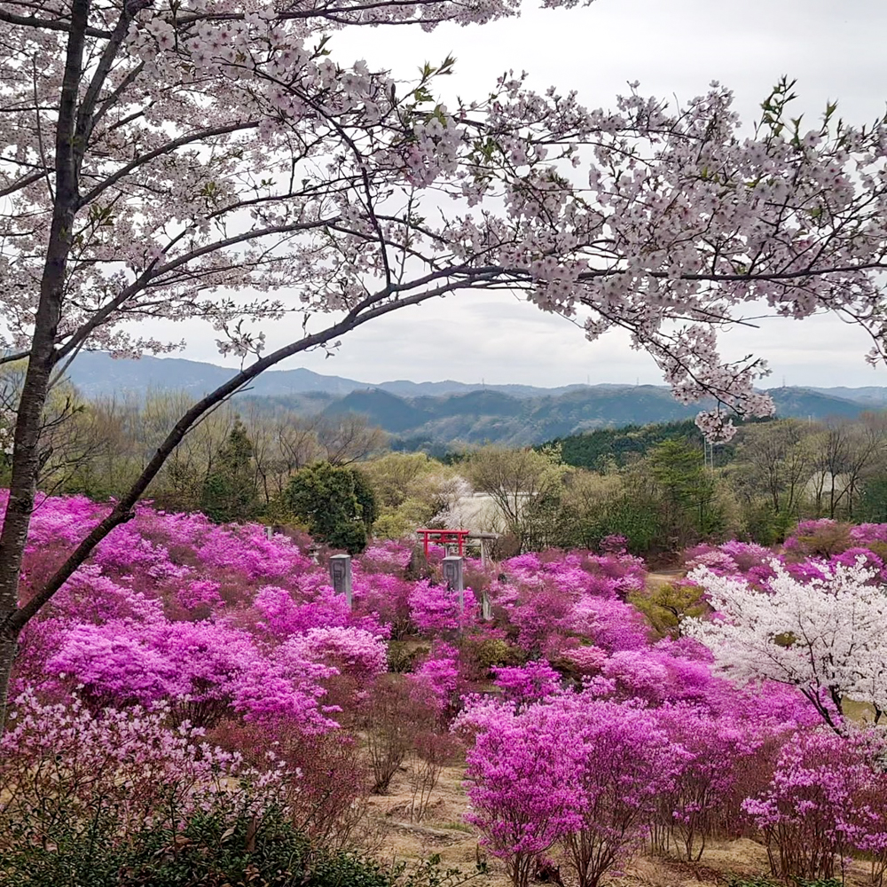 古瀬間御嶽神社、コバノミツバツツジ・桜、4月春の花、愛知県豊田市の観光・撮影スポットの画像と写真